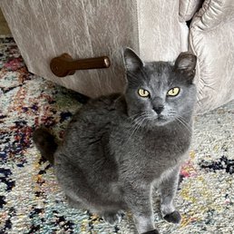 Carolyn'S Mobile Cat Grooming: Convenient Care Your Cat Deserves