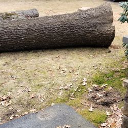 SDS Tree and Stump Removal - Took down a huge oak very close to house perfectly.