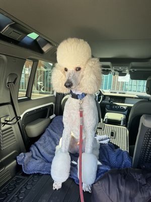 Premier Paws Pet Grooming