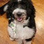 Photo of Barks & Bubbles
