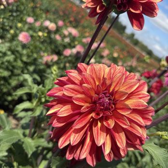 Swan Island Dahlias - Nurseries & Gardening Near Me - Canby, Oregon Swan Island Dahlias - Nurseries & Gardening Near Me - Canby, Oregon