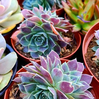 Sunset Nursery - Lots of succulents - Nurseries & Gardening Near Me - Los Angeles, California