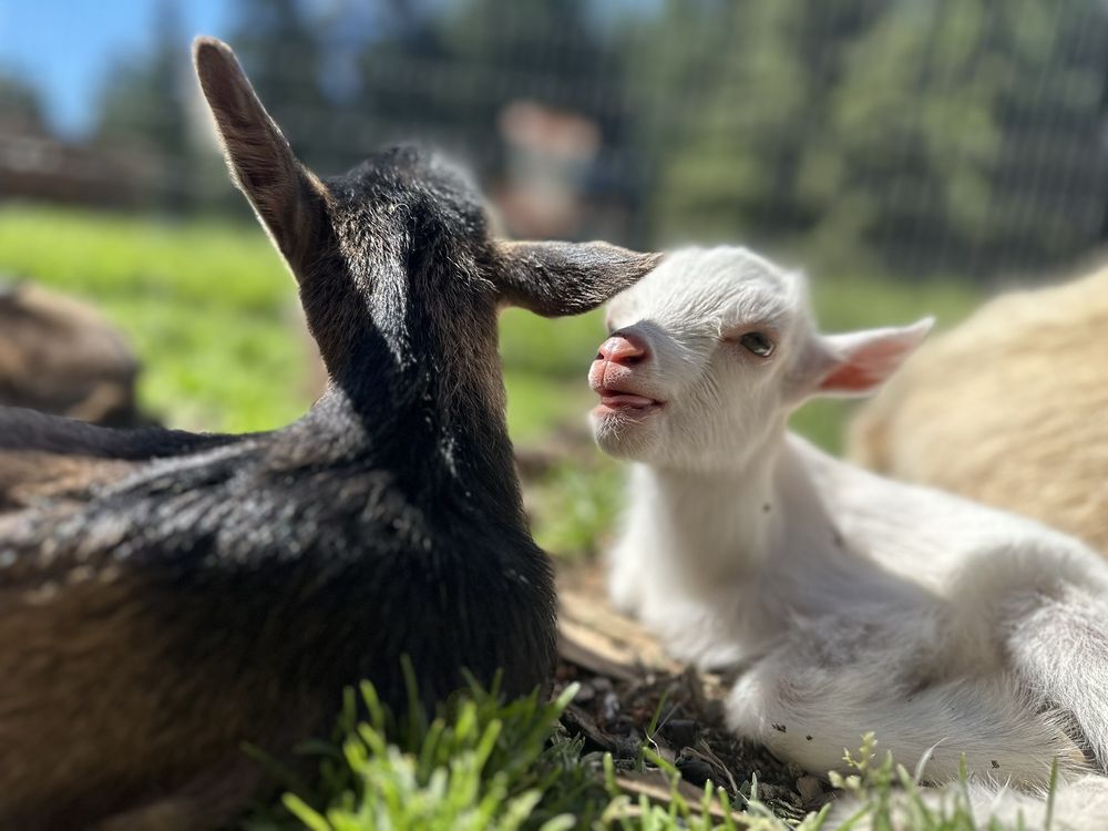 Portland Goat Parties Logo