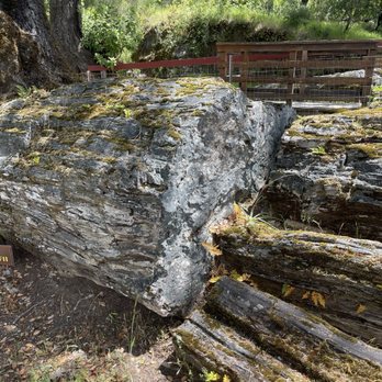 The Petrified Forest - Petrified wood - Parks Near Me - Calistoga, California The Petrified Forest - Petrified wood - Parks Near Me - Calistoga, California