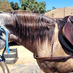 Bits Equestrian Outlet - Gunner with the breast collar purchased at Bits Equestrian Outlet. Perfect fit and look!