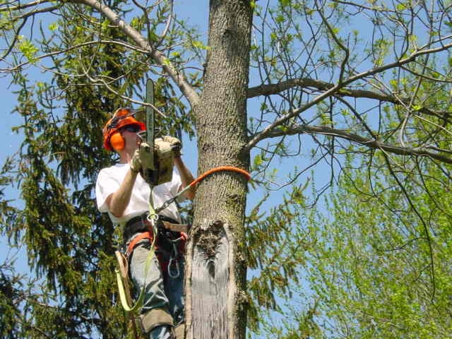 The Lumberjacks Tree Service - tree service in Ann Arbor, MI