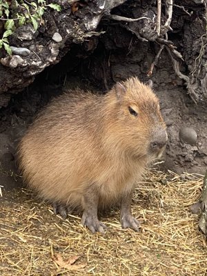 Willowbank Wildlife Reserve by null