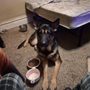 Char Will's German Shepherd Rescue