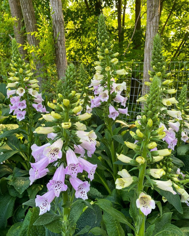 GARDEN CENTRAL Updated August 2024 430 East Main Cross St, Findlay