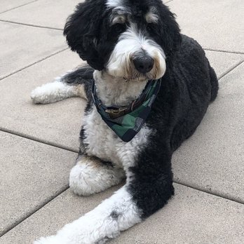 Animal Salon - Pet Groomers Near Me - San Diego, California Animal Salon - Pet Groomers Near Me - San Diego, California