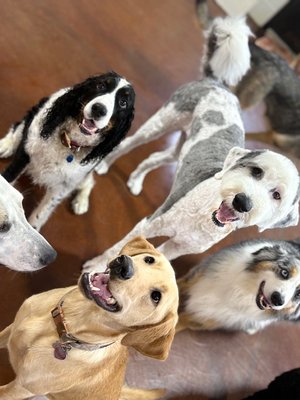 Dog Boarding - Our boarding rates include full daycare. Your dog (having passed a temperament test) will be out of their kennel in a play group for about 10 hours a day. During that time, they will be in one of our indoor or outdoor play areas with a group of similar sized dogs and several members of our staff. There is a lunch or rest break from 1pm to 2:30pm. Outside of that break they are out of their kennel with space to play, interact and socialize.
Our Kennels are family owned and operated. We hire fellow pet lovers and seasoned industry folks who strive to provide a safe and comfortable environment for your dog while you're away. Dog Boarding - Our boarding rates include full daycare. Your dog (having passed a temperament test) will be out of their kennel in a play group for about 10 hours a day. During that time, they will be in one of our indoor or outdoor play areas with a group of similar sized dogs and several members of our staff. There is a lunch or rest break from 1pm to 2:30pm. Outside of that break they are out of their kennel with space to play, interact and socialize.
Our Kennels are family owned and operated. We hire fellow pet lovers and seasoned industry folks who strive to provide a safe and comfortable environment for your dog while you're away.