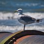 Photo of Wildwood