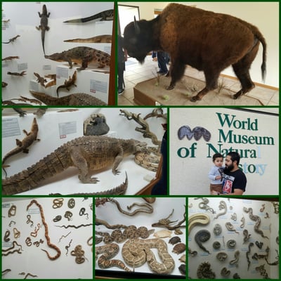 World Museum of Natural History by null