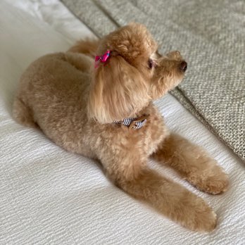 Odalys Mobile Dog Grooming Miami - All fresh and clean! - Pet Groomers Near Me - Miami, Florida