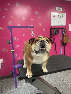 Doggy Style Salon by null