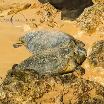 Oahu Circle Tours - Tours Near Me
