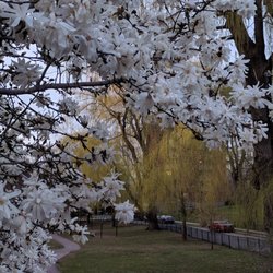 Griggs Park - Spring time