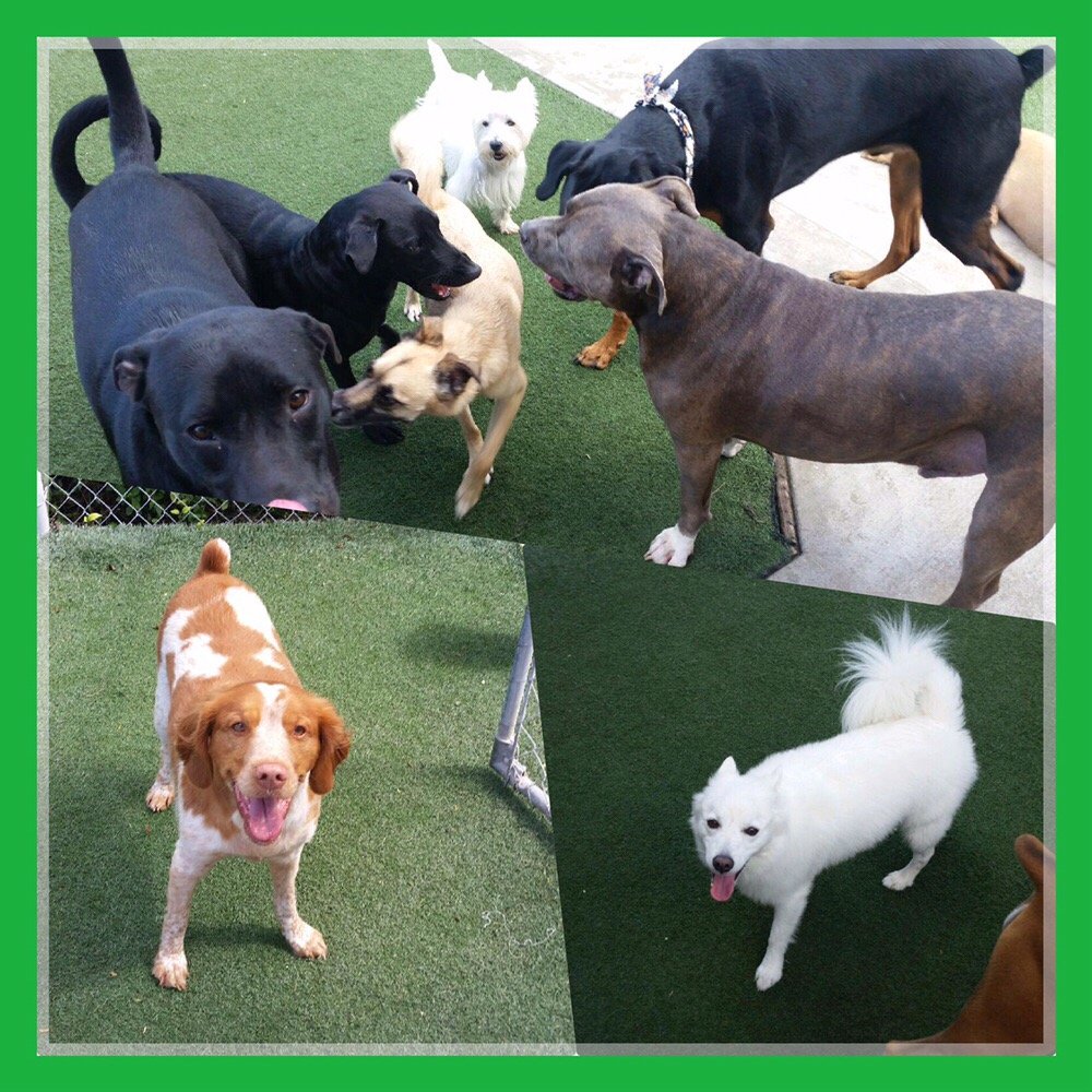 Preppy Pet Tampa West 19 Reviews Pet Groomers 13513 Prestige Pl, Tampa, FL Phone Number