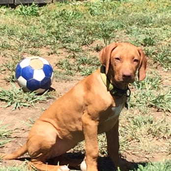Happy Puppy Pet Services - Dog Walkers Near Me Happy Puppy Pet Services - Dog Walkers Near Me