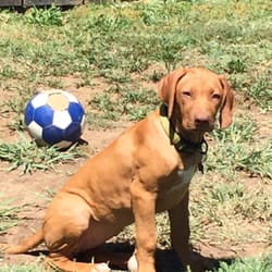 Happy Puppy Pet Services