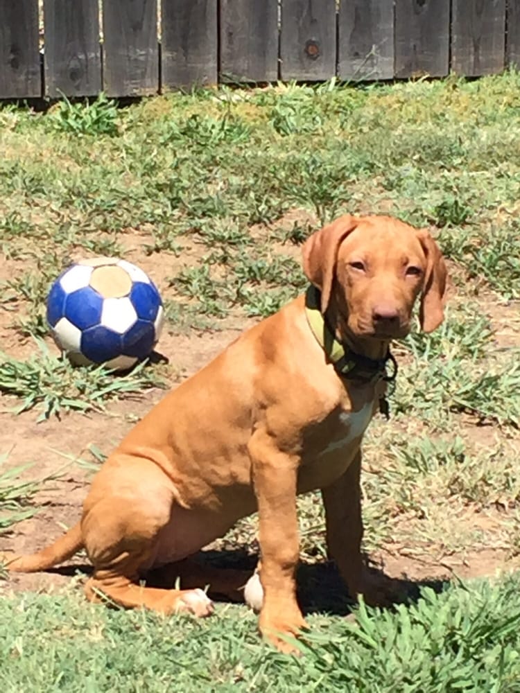 Happy Puppy Pet Services - pet boarding facility in Carmichael, CA