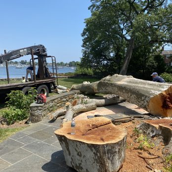 Neal's Tree - Tree Services Near Me - Mamaroneck, New York