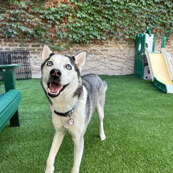 Wiggley Field Dog Daycare - This is one happy girl! Look at that smile :) - Pet Groomers Near Me - Chicago, Illinois Wiggley Field Dog Daycare - This is one happy girl! Look at that smile :) - Pet Groomers Near Me - Chicago, Illinois
