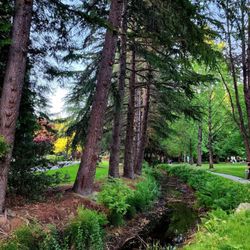 Minoru Park - Creek