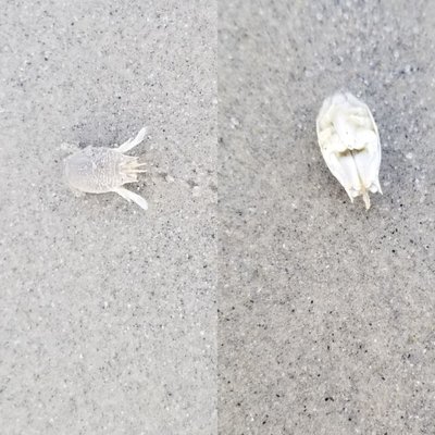 Salty Brine State Beach