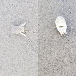 Salty Brine State Beach - Sand fleas. Super hard to find because the Piping Plovers eat them! But fun to try for the kiddos.