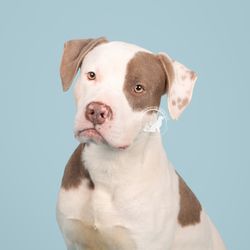 Pet Haven