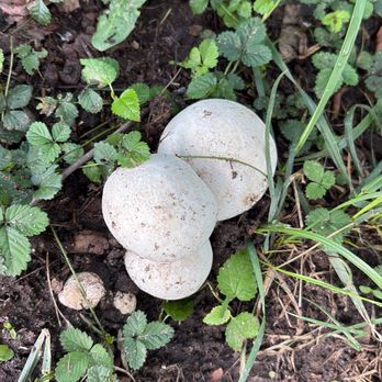Neshaminy State Park - Mushroom - Hiking Near Me - Bensalem, Pennsylvania Neshaminy State Park - Mushroom - Hiking Near Me - Bensalem, Pennsylvania