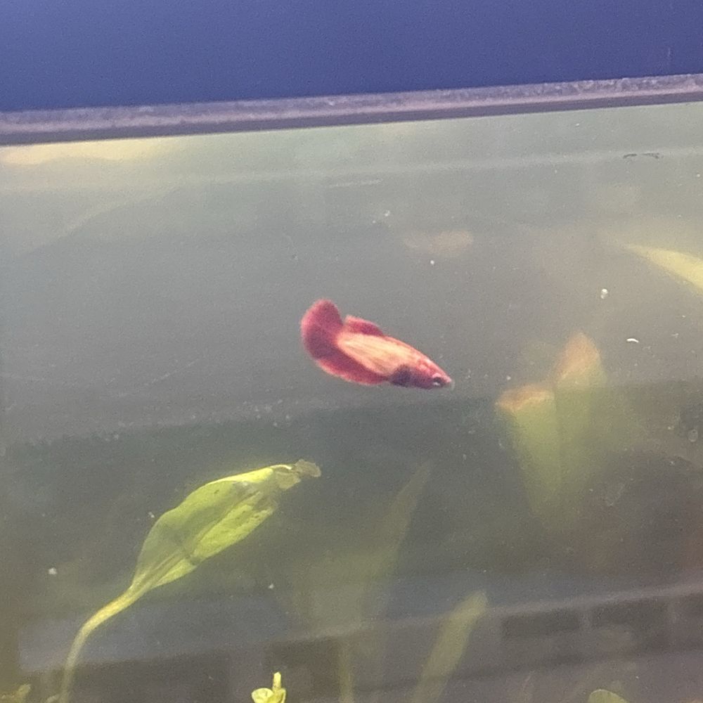 Petco - Betta fish in the plant section - Pet Training Near Me - Poughkeepsie, New York Petco - Betta fish in the plant section - Pet Training Near Me - Poughkeepsie, New York