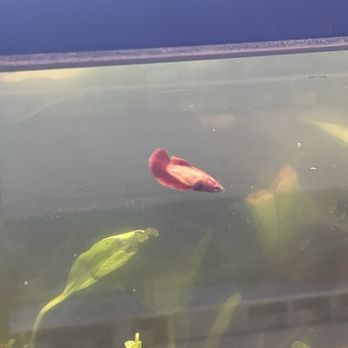 Petco - Betta fish in the plant section - Pet Training Near Me - Poughkeepsie, New York Petco - Betta fish in the plant section - Pet Training Near Me - Poughkeepsie, New York