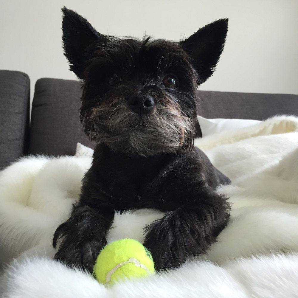 Wags Paws & Heart - Pampered Pooch! - Dog Walkers Near Me Wags Paws & Heart - Pampered Pooch! - Dog Walkers Near Me