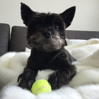 Wags Paws & Heart - Pampered Pooch! - Dog Walkers Near Me Wags Paws & Heart - Pampered Pooch! - Dog Walkers Near Me