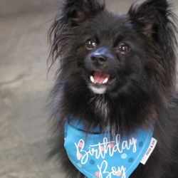 Dog House Giftly Beautiful Gift Card Alternative