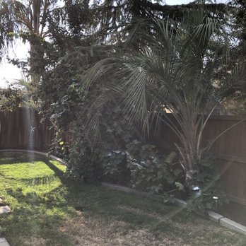 Travis Tree Service - 5 Palm trees and junk bushes removed b - Tree Services Near Me - Fresno, California Travis Tree Service - 5 Palm trees and junk bushes removed b - Tree Services Near Me - Fresno, California