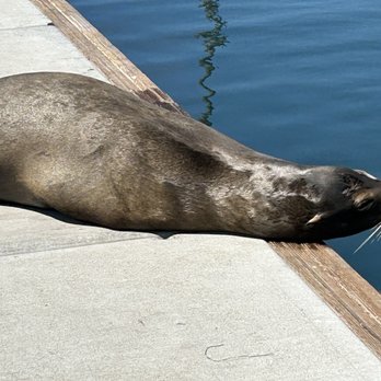 Oceanside Harbor Village - Stay away! - Vacation Rentals Near Me - Oceanside, California Oceanside Harbor Village - Stay away! - Vacation Rentals Near Me - Oceanside, California