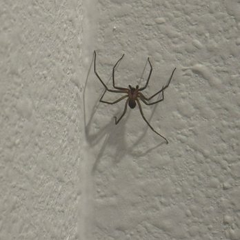 The Waldon Apartments - Brown recluse on the wall near our thermostat. Broad daylight. - Apartments Near Me - Melissa, Texas The Waldon Apartments - Brown recluse on the wall near our thermostat. Broad daylight. - Apartments Near Me - Melissa, Texas