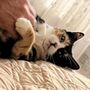 Photo of all about cats rescue