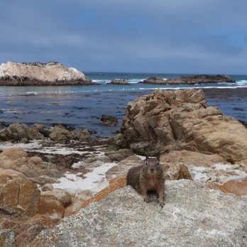 Bird Rock - Chipmunks- not shy! - Beaches Near Me - Pebble Beach, California