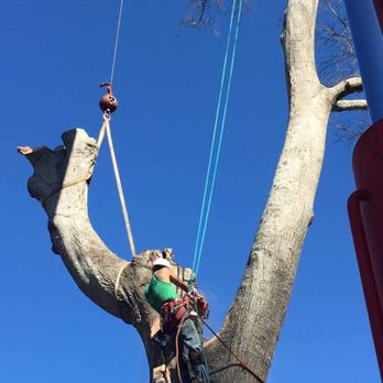 Arbor Tech Tree Service - Tree Services Near Me - Baton Rouge, Louisiana