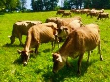 Freedom Hill Farm by null