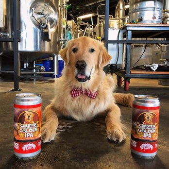 Dueces Wild Brewery - Chester the Weather Dogs Golden IPA - Breweries Near Me - Colorado Springs, Colorado Dueces Wild Brewery - Chester the Weather Dogs Golden IPA - Breweries Near Me - Colorado Springs, Colorado