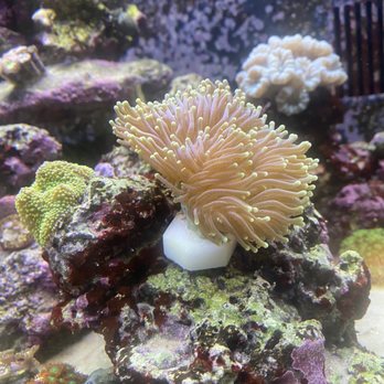 Cheezy Corals - Torch under white light - Aquarium Services Near Me - New Albany, Indiana