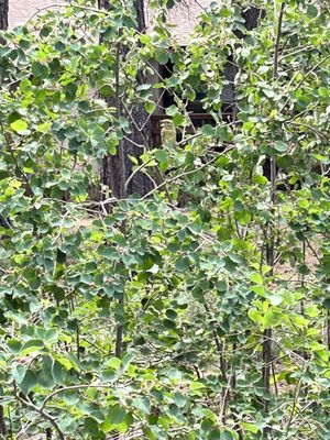 The Arboretum at Flagstaff by null