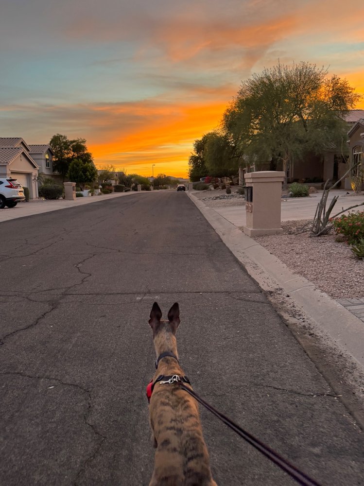 Woofie's - pet boarding facility in Scottsdale, AZ