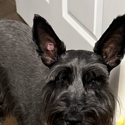They knicked her ear with something. This is how it looks after the scab fell off. They knicked her ear with something. This is how it looks after the scab fell off.