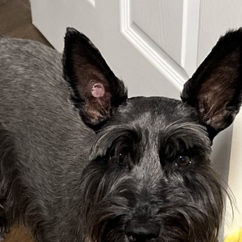 Pups N Style - They knicked her ear with something. This is how it looks after the scab fell off. - Pet Groomers Near Me - Los Angeles, California Pups N Style - They knicked her ear with something. This is how it looks after the scab fell off. - Pet Groomers Near Me - Los Angeles, California